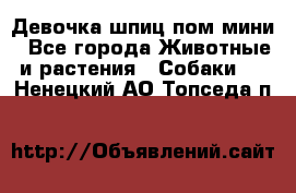 Девочка шпиц пом мини - Все города Животные и растения » Собаки   . Ненецкий АО,Топседа п.